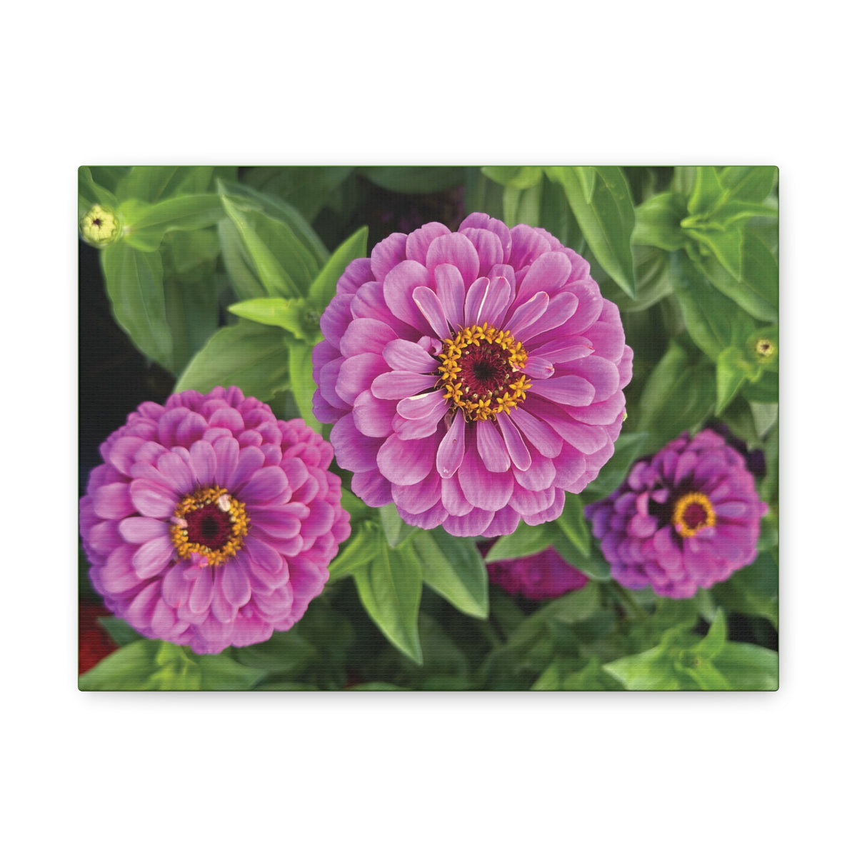 Pretty In Pink Matte Canvas - 1.25", Stretched