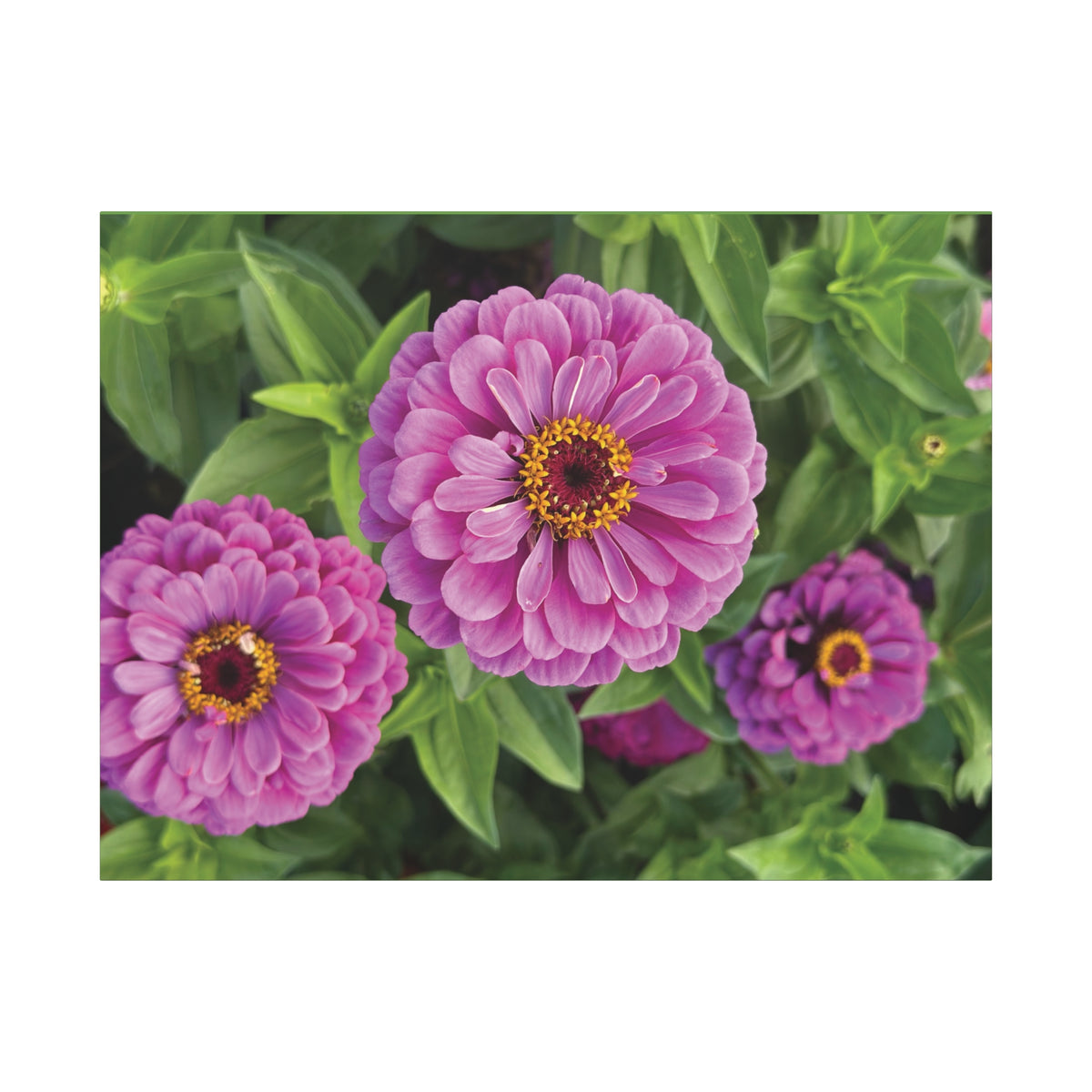 Pretty In Pink Matte Canvas - 1.25", Stretched
