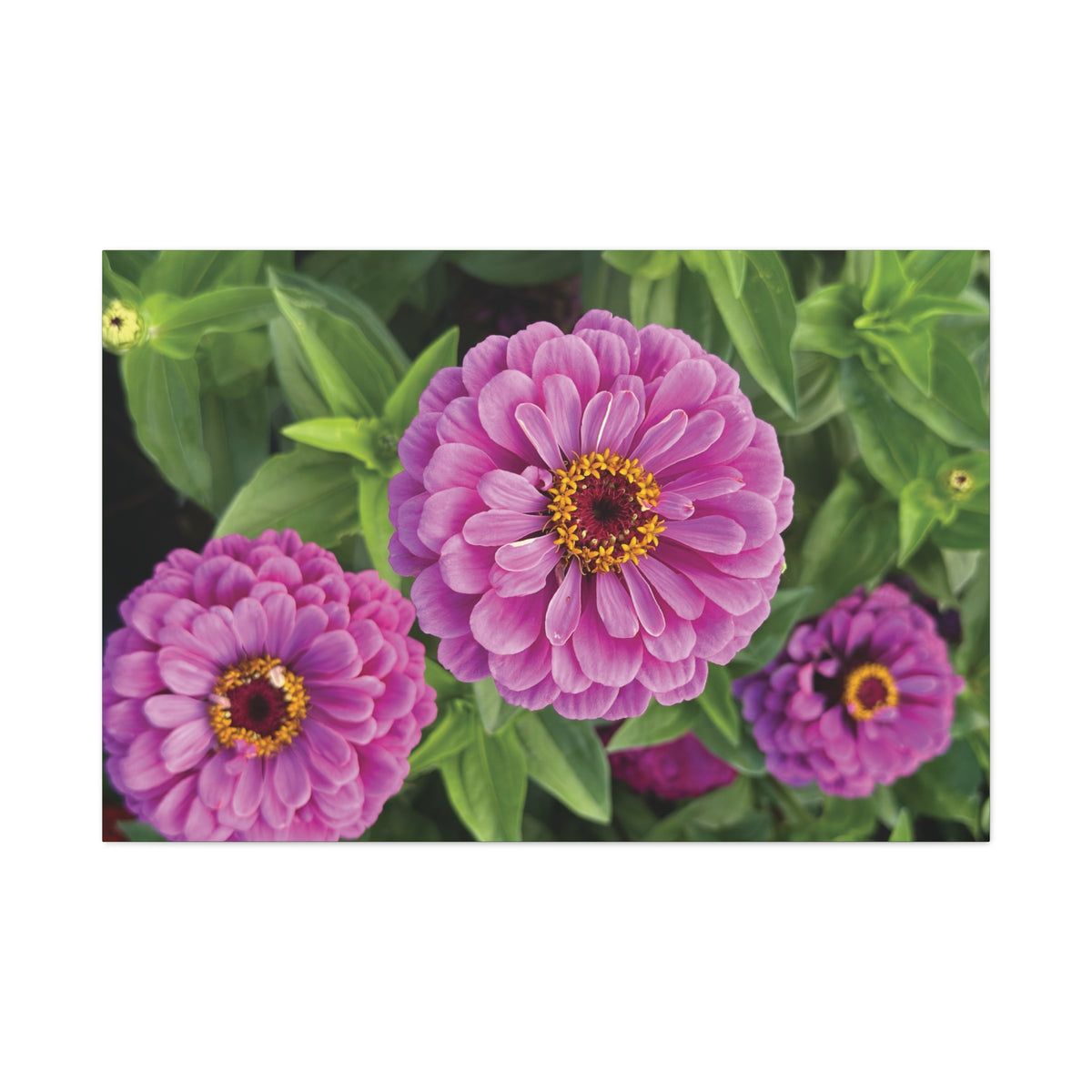 Pretty In Pink Matte Canvas - 1.25", Stretched