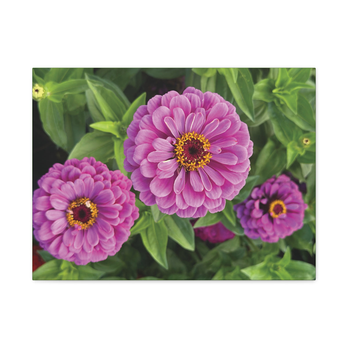 Pretty In Pink Matte Canvas - 1.25", Stretched