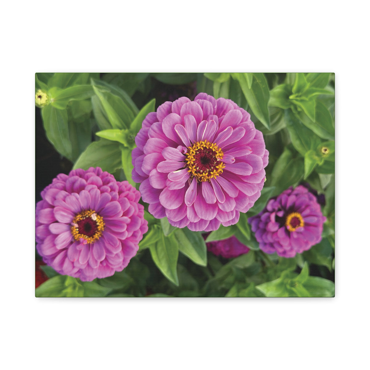 Pretty In Pink Matte Canvas - 1.25", Stretched