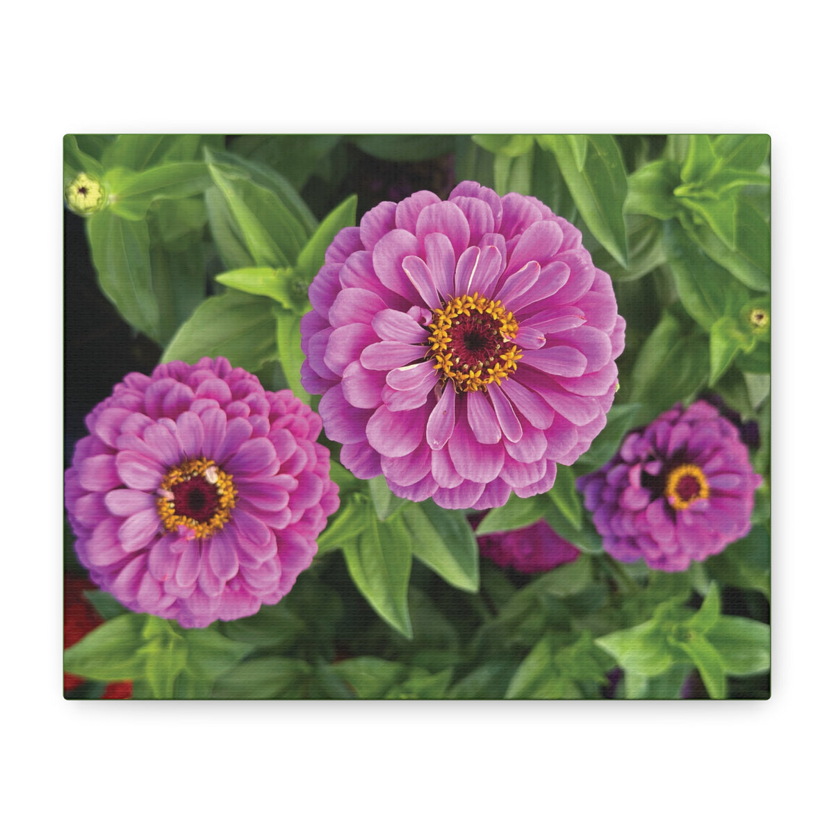 Pretty In Pink Matte Canvas - 1.25", Stretched
