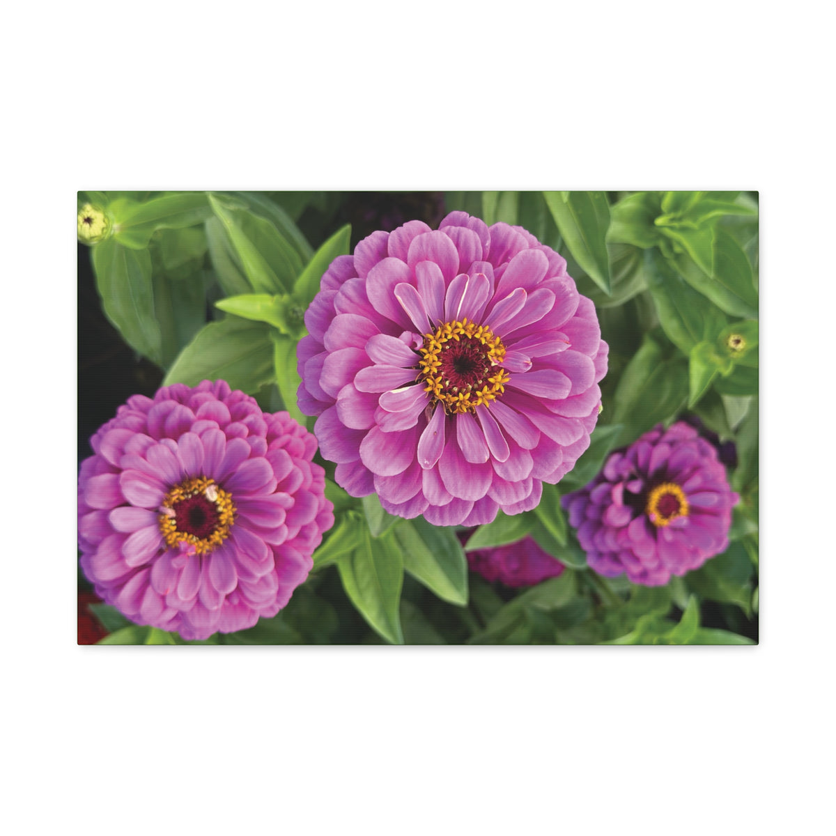 Pretty In Pink Matte Canvas - 1.25", Stretched