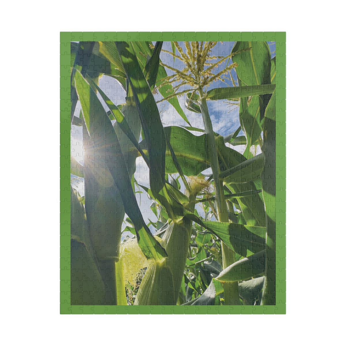Sun Drenched Corn Field Puzzle - 252, 520 pieces