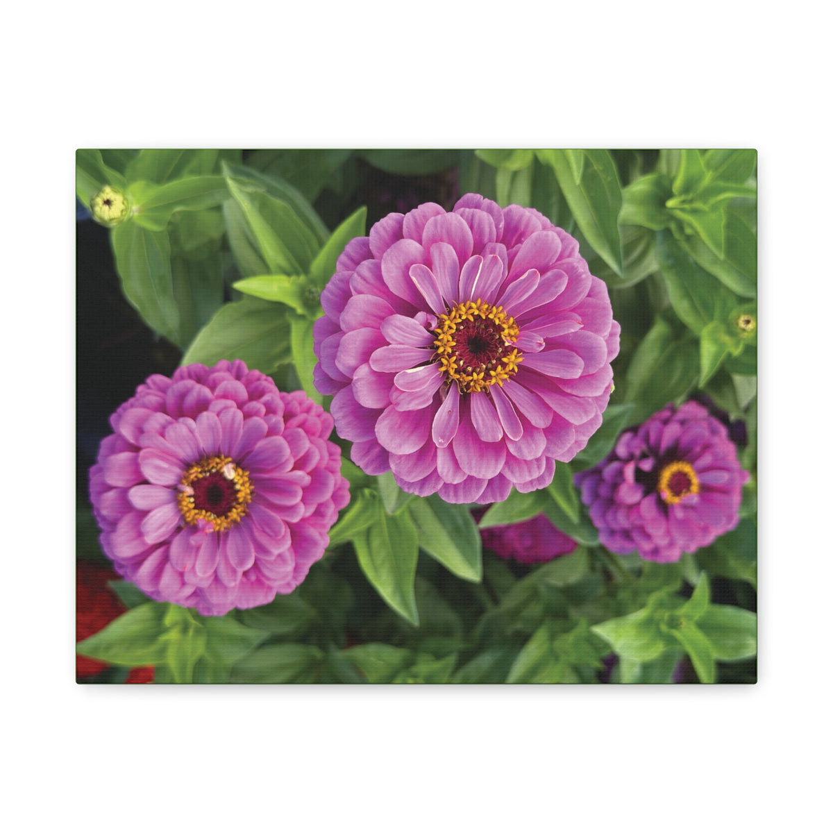 Pretty In Pink Matte Canvas - 1.25", Stretched